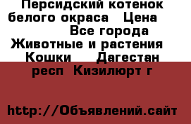 Персидский котенок белого окраса › Цена ­ 35 000 - Все города Животные и растения » Кошки   . Дагестан респ.,Кизилюрт г.